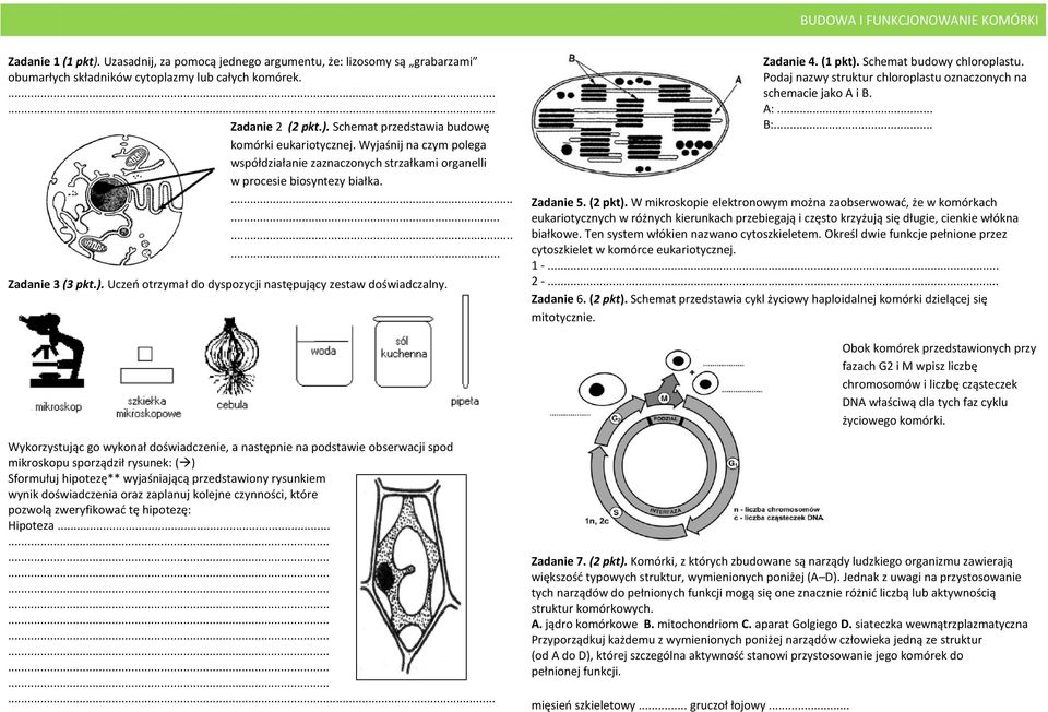 Zadanie 4. (1 pkt). Schemat budowy chloroplastu. Podaj nazwy struktur chloroplastu oznaczonych na schemacie jako A i B. A:... B:... Zadanie 5. (2 pkt).