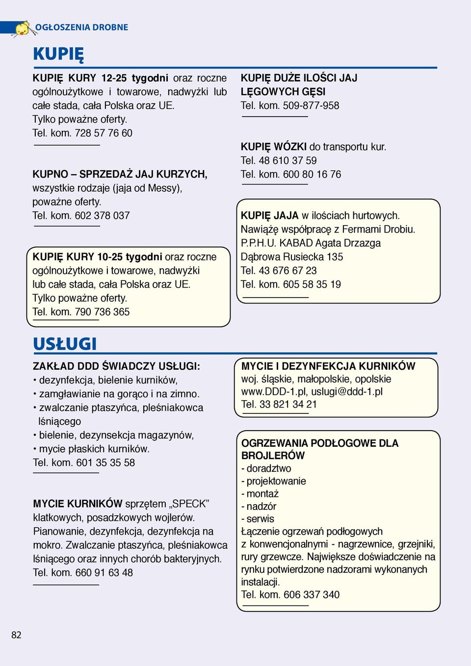 602 378 037 KUPIĘ KURY 10-25 tygodni oraz roczne ogólnoużytkowe i towarowe, nadwyżki lub całe stada, cała Polska oraz UE. Tylko poważne oferty. Tel. kom.