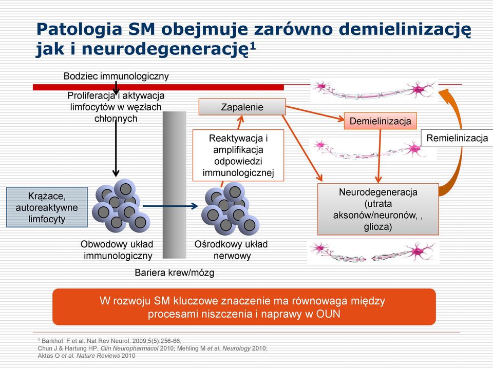 krew/mózg Ośrodkowy układ nerwowy Neurodegeneracja (utrata aksonów/neuronów,, glioza) W rozwoju SM kluczowe znaczenie ma równowaga między procesami niszczenia i