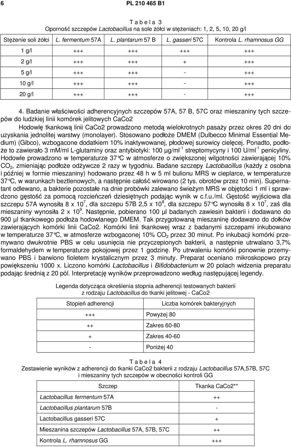 Badanie właściwości adherencyjnych szczepów 57A, 57 B, 57C oraz mieszaniny tych szczepów do ludzkiej linii komórek jelitowych CaCo2 Hodowlę tkankową linii CaCo2 prowadzono metodą wielokrotnych pasaży