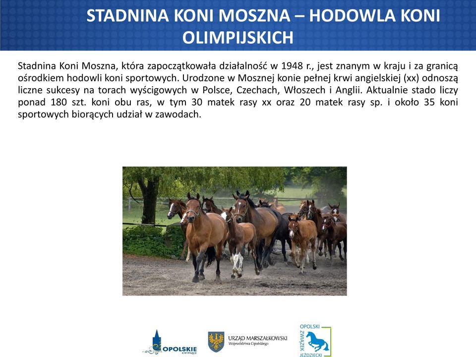 Urodzone w Mosznej konie pełnej krwi angielskiej (xx) odnoszą liczne sukcesy na torach wyścigowych w Polsce,