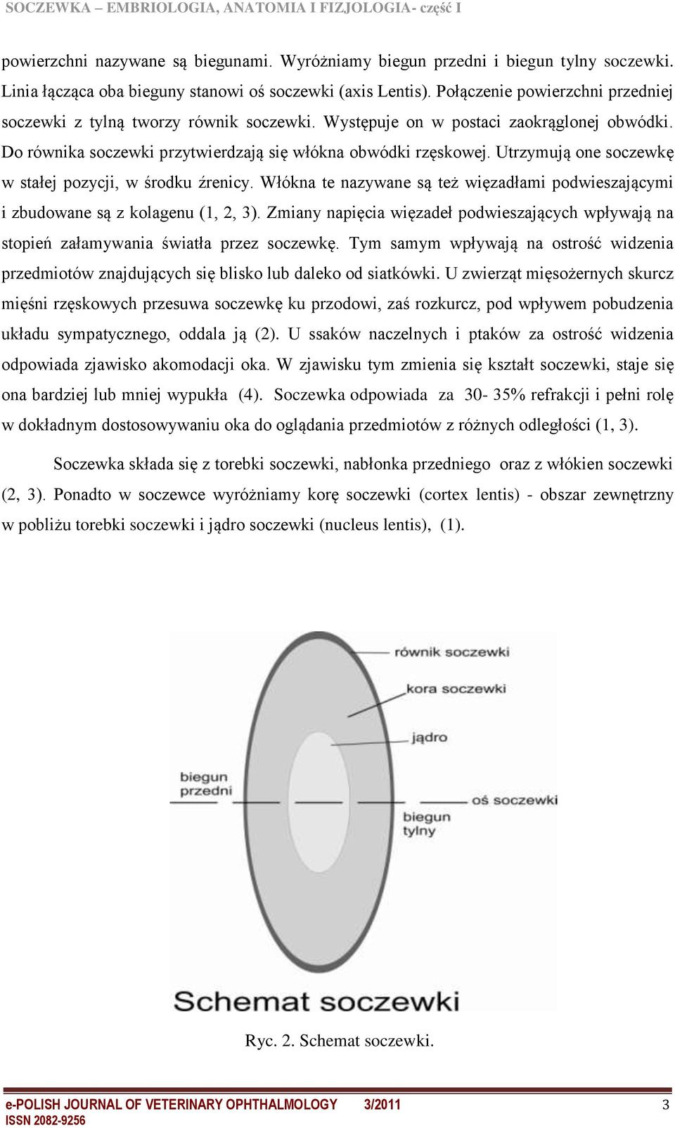 Utrzymują one soczewkę w stałej pozycji, w środku źrenicy. Włókna te nazywane są też więzadłami podwieszającymi i zbudowane są z kolagenu (1, 2, 3).