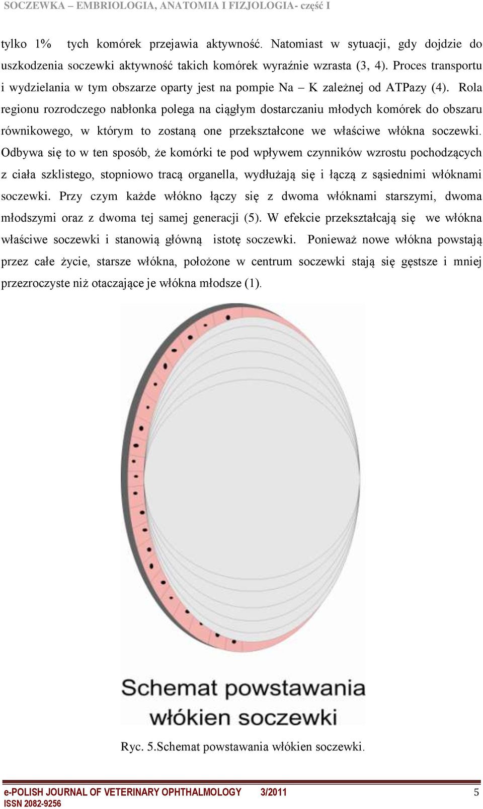 Rola regionu rozrodczego nabłonka polega na ciągłym dostarczaniu młodych komórek do obszaru równikowego, w którym to zostaną one przekształcone we właściwe włókna soczewki.