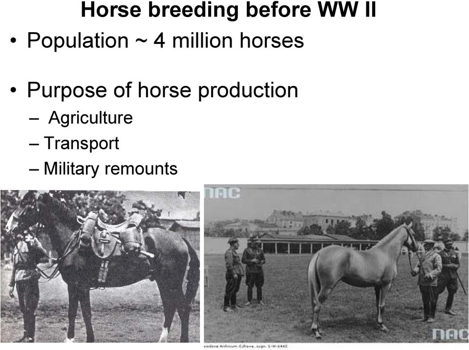 Purpose of horse production