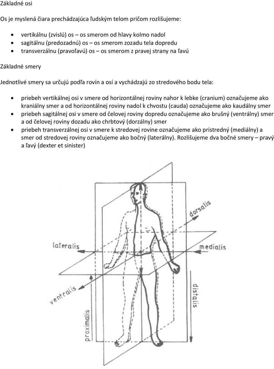 horizontálnej roviny nahor k lebke (cranium) označujeme ako kraniálny smer a od horizontálnej roviny nadol k chvostu (cauda) označujeme ako kaudálny smer priebeh sagitálnej osi v smere od čelovej