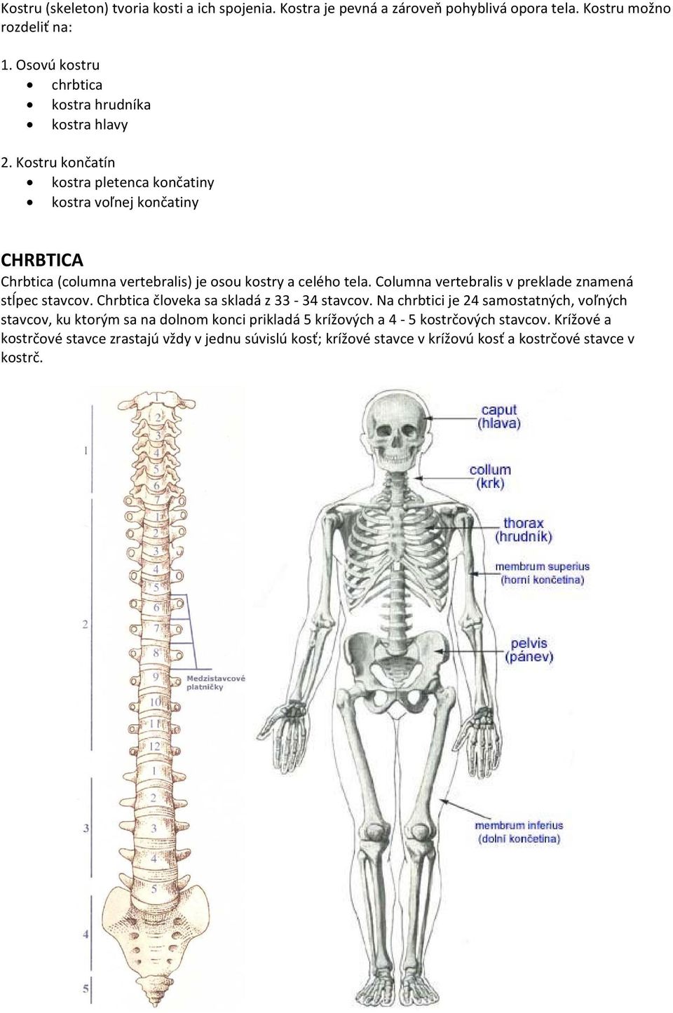 Kostru končatín kostra pletenca končatiny kostra voľnej končatiny CHRBTICA Chrbtica (columna vertebralis) je osou kostry a celého tela.