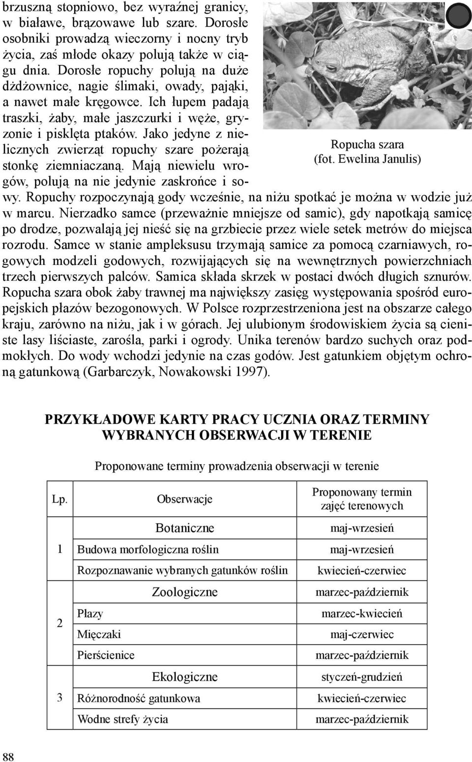 Ich łupem padają traszki, Ŝaby, małe jaszczurki i węŝe, gryzonie i pisklęta ptaków. Jako jedyne z nielicznych zwierząt ropuchy szare poŝerają stonkę ziemniaczaną.