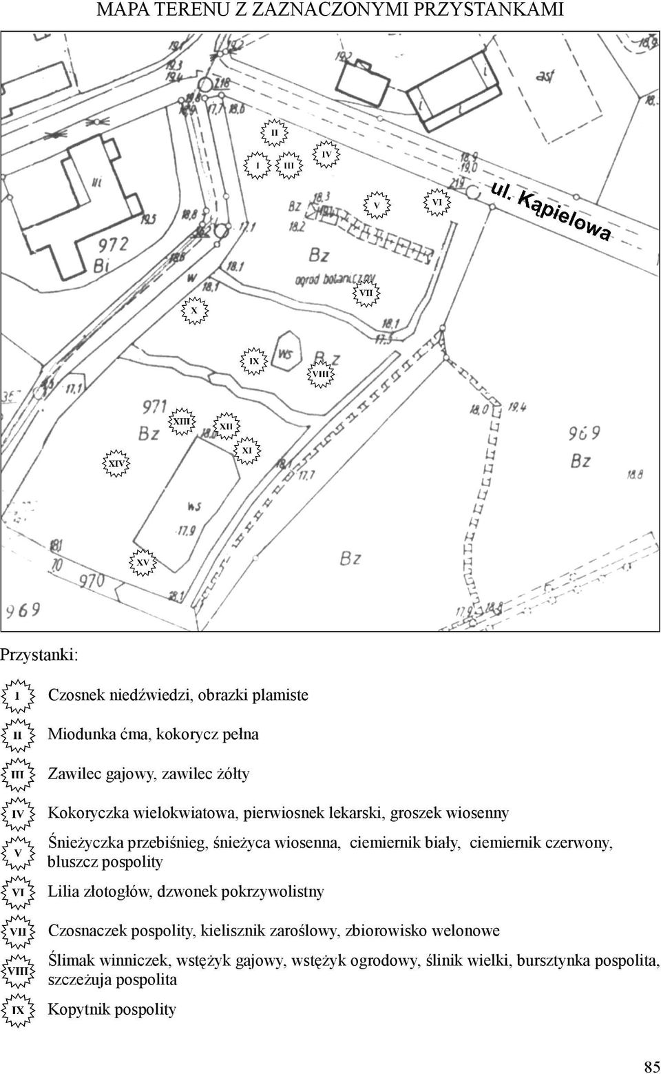 biały, ciemiernik czerwony, bluszcz pospolity Lilia złotogłów, dzwonek pokrzywolistny Czosnaczek pospolity, kielisznik zaroślowy,