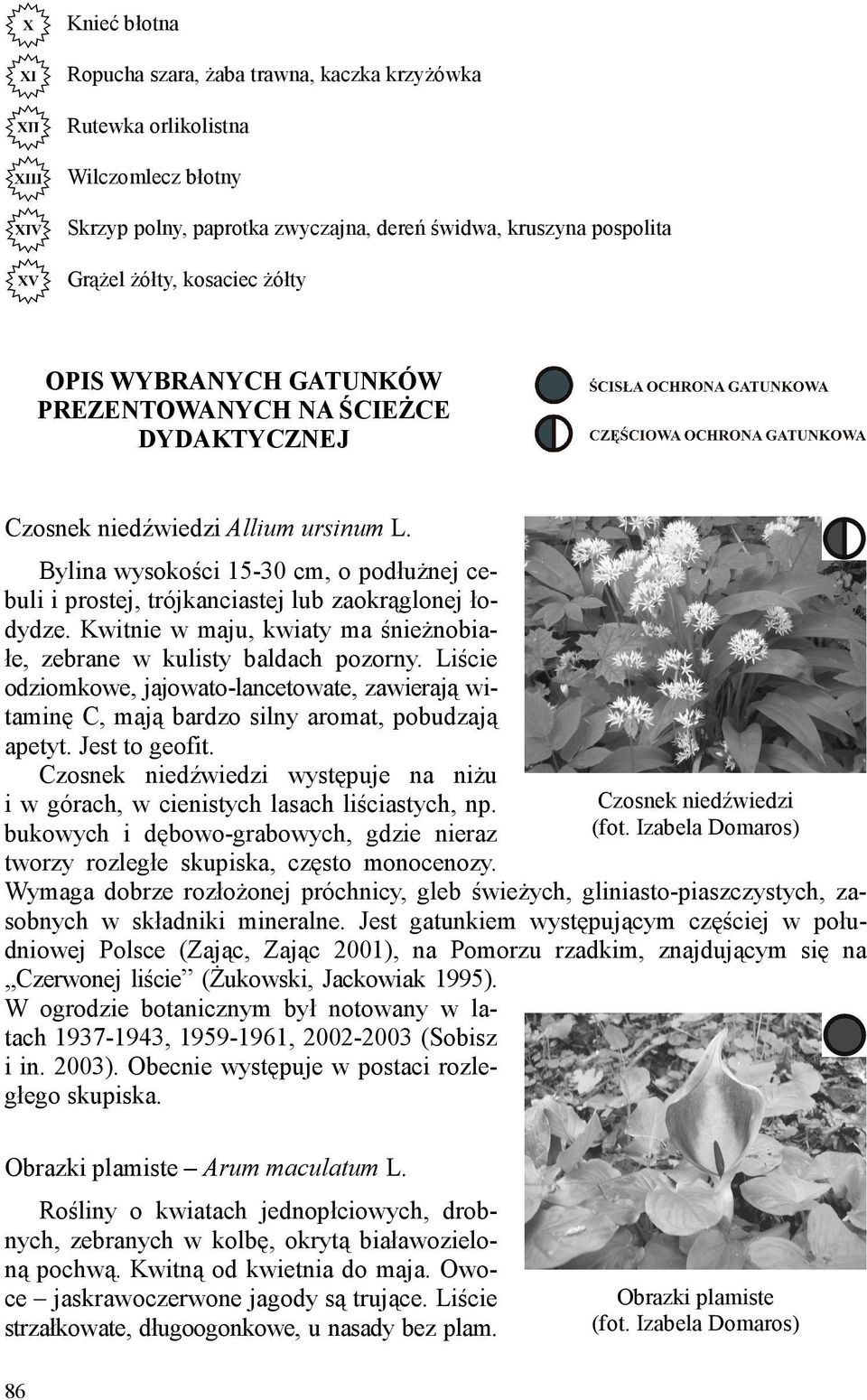 Kwitnie w maju, kwiaty ma śnieŝnobiałe, zebrane w kulisty baldach pozorny. Liście odziomkowe, jajowato-lancetowate, zawierają witaminę C, mają bardzo silny aromat, pobudzają apetyt. Jest to geofit.