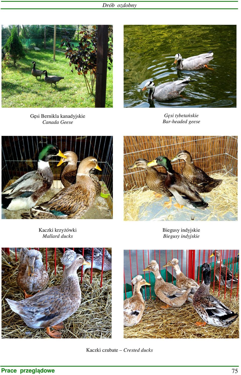 krzyżówki Mallard ducks Biegusy indyjskie Biegusy