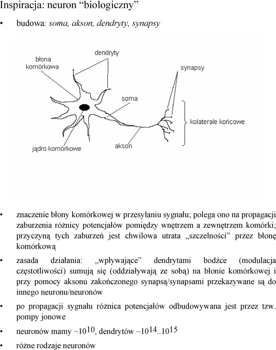 dendrytam bodźce (modulaca częstotlwośc) sumuą sę (oddzaływaą ze sobą) na błone komórkowe przy pomocy aksonu zakończonego synapsą/synapsam przekazywane są