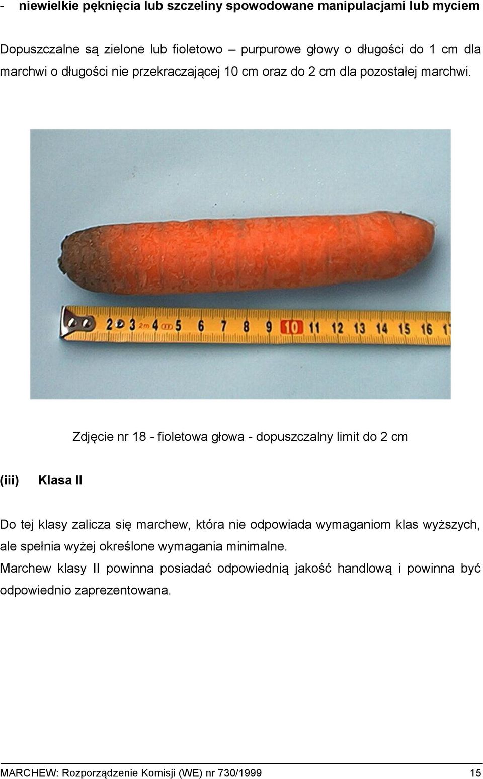 Zdjęcie nr 18 - fioletowa głowa - dopuszczalny limit do 2 cm (iii) Klasa II Do tej klasy zalicza się marchew, która nie odpowiada wymaganiom klas