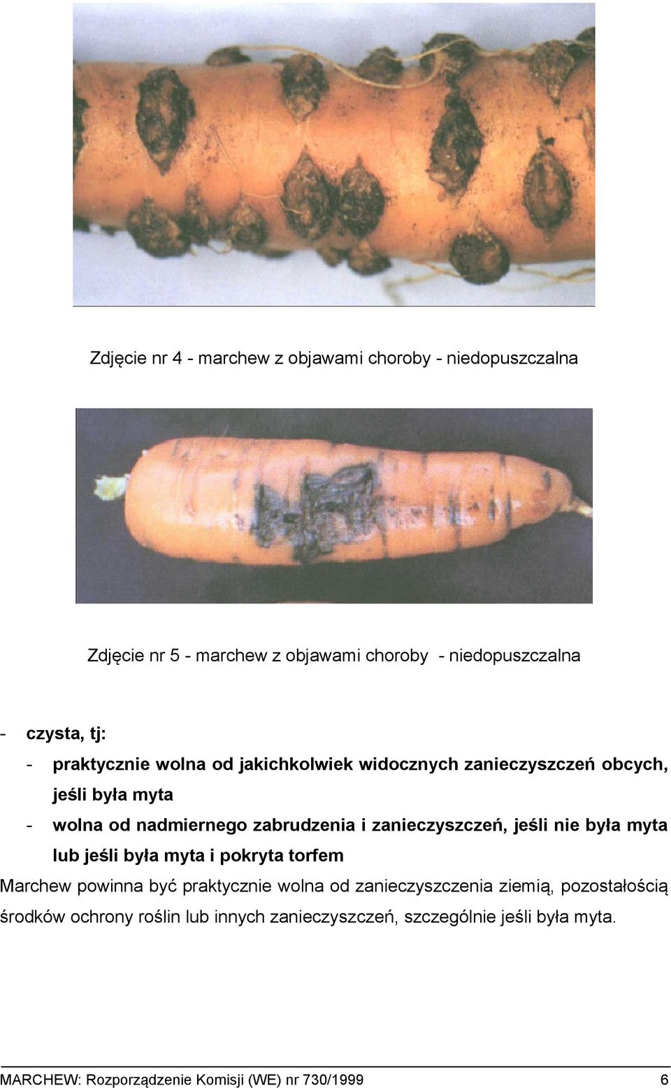 zanieczyszczeń, jeśli nie była myta lub jeśli była myta i pokryta torfem Marchew powinna być praktycznie wolna od zanieczyszczenia