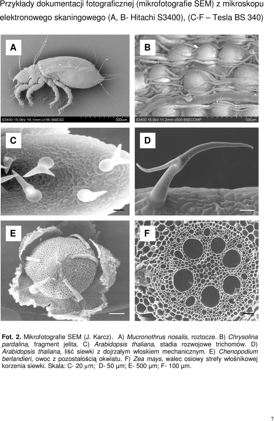 C) Arabidopsis thaliana, stadia rozwojowe trichomów. D) Arabidopsis thaliana, liść siewki z dojrzałym włoskiem mechanicznym.