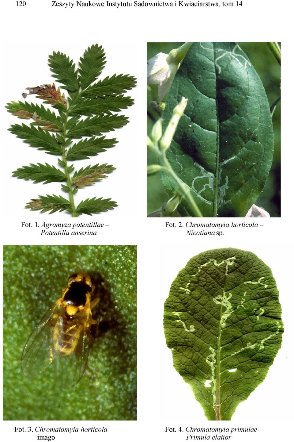 2. Chromatomyia horticola Nicotiana sp. Fot. 3.