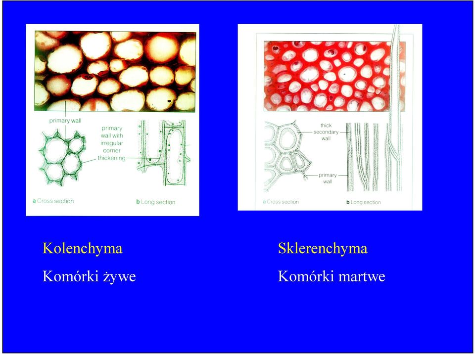 Sklerenchyma