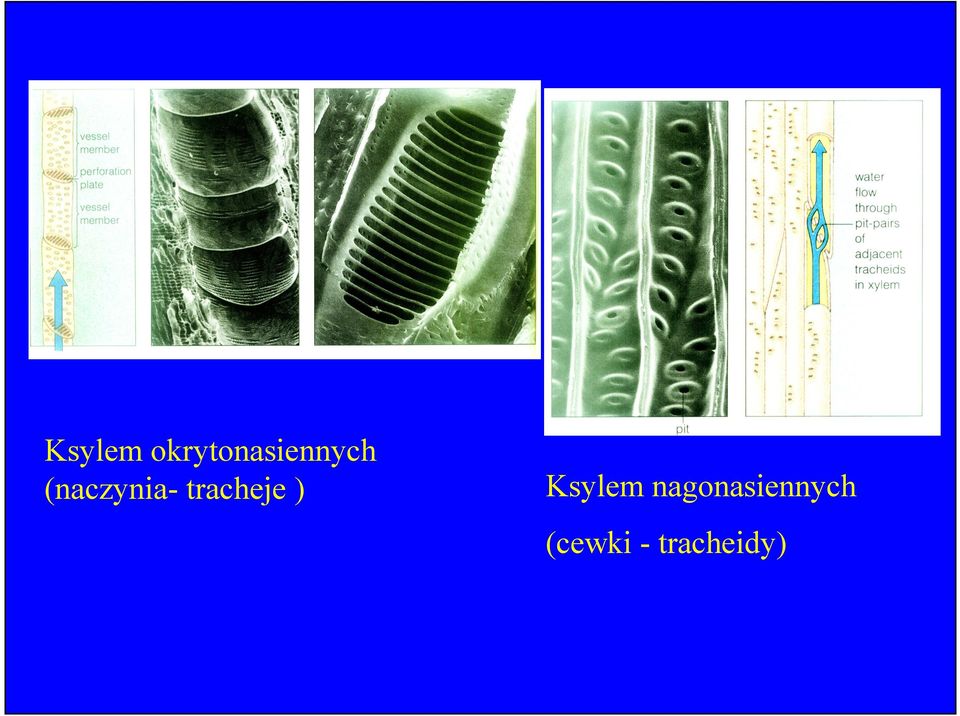 (naczynia- tracheje )