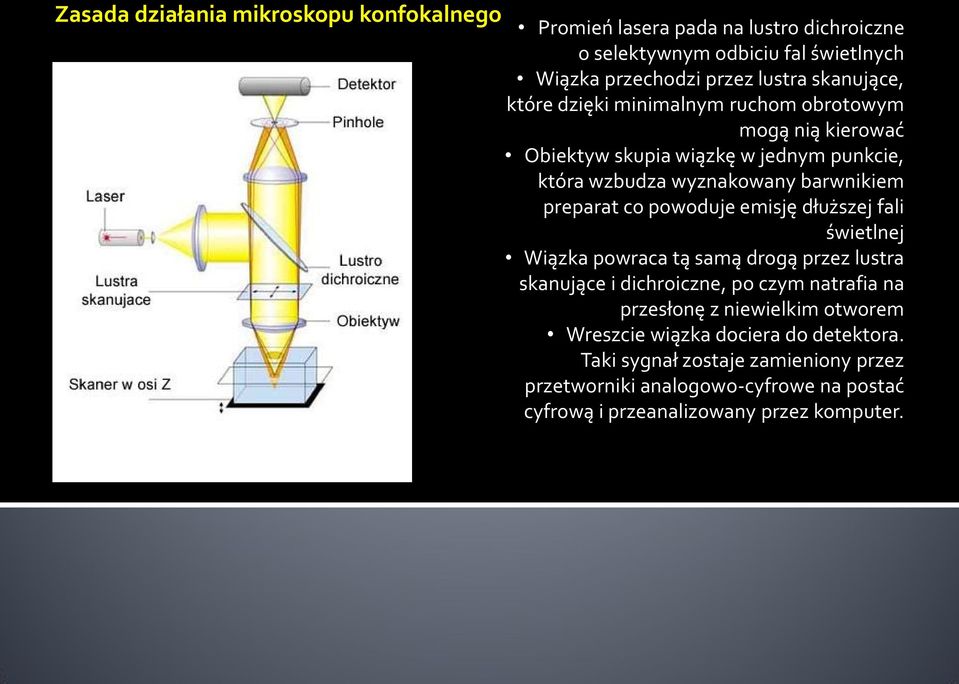 co powoduje emisję dłuższej fali świetlnej Wiązka powraca tą samą drogą przez lustra skanujące i dichroiczne, po czym natrafia na przesłonę z niewielkim