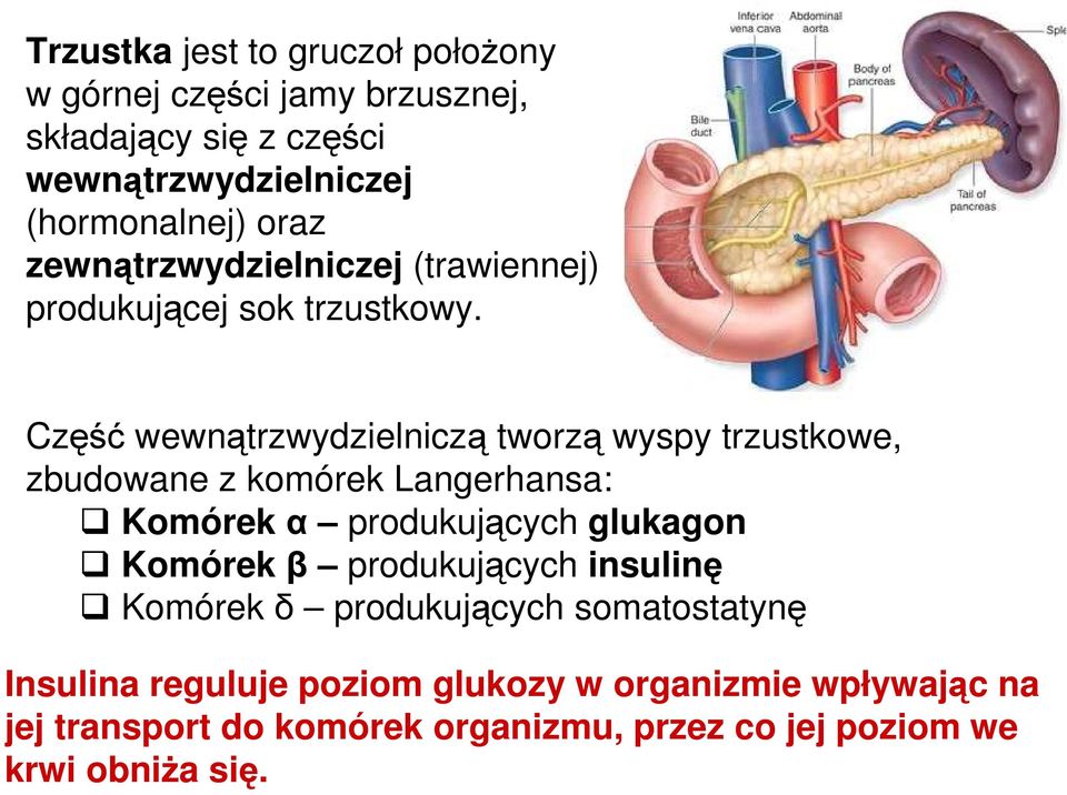 Część wewnątrzwydzielniczą tworzą wyspy trzustkowe, zbudowane z komórek Langerhansa: Komórek α produkujących glukagon Komórek β