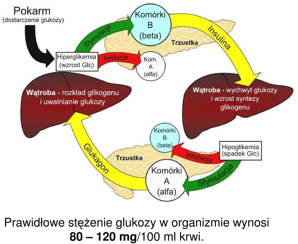 w organizmie