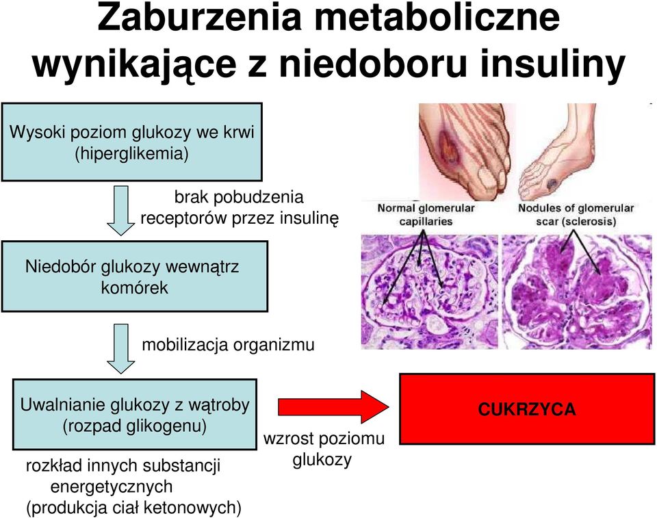 komórek mobilizacja organizmu Uwalnianie glukozy z wątroby (rozpad glikogenu) rozkład