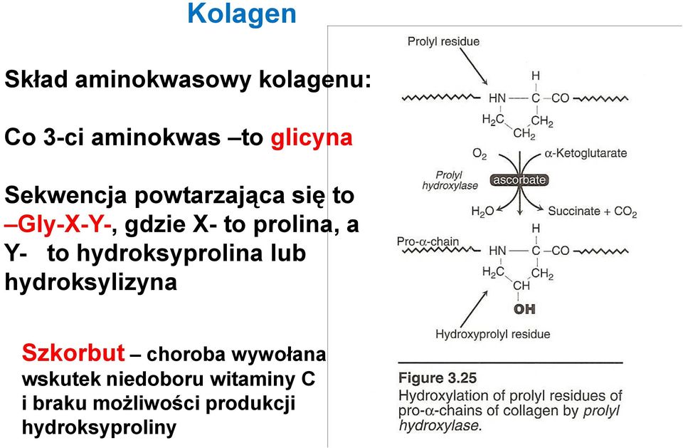 to hydroksyprolina lub hydroksylizyna Szkorbut choroba wywołana