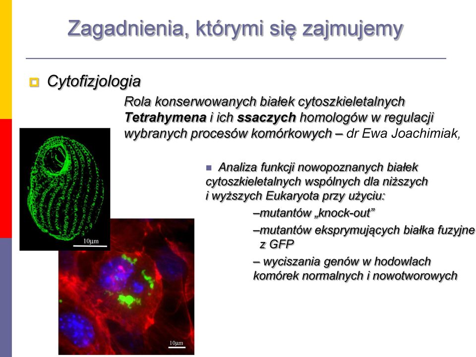 cytoszkieletalnych wspólnych dla niższych i wyższych Eukaryota przy użyciu: mutantów knock-out