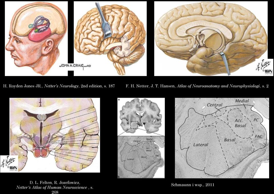 Hansen, Atlas of Neuroanatomy and Neurophysiologi, s. 2 D.