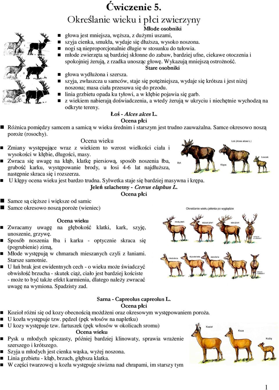 Wykazują mniejszą ostroŝność. Stare osobniki głowa wydłuŝona i szersza. szyja, zwłaszcza u samców, staje się potęŝniejsza, wydaje się krótsza i jest niŝej noszona; masa ciała przesuwa się do przodu.