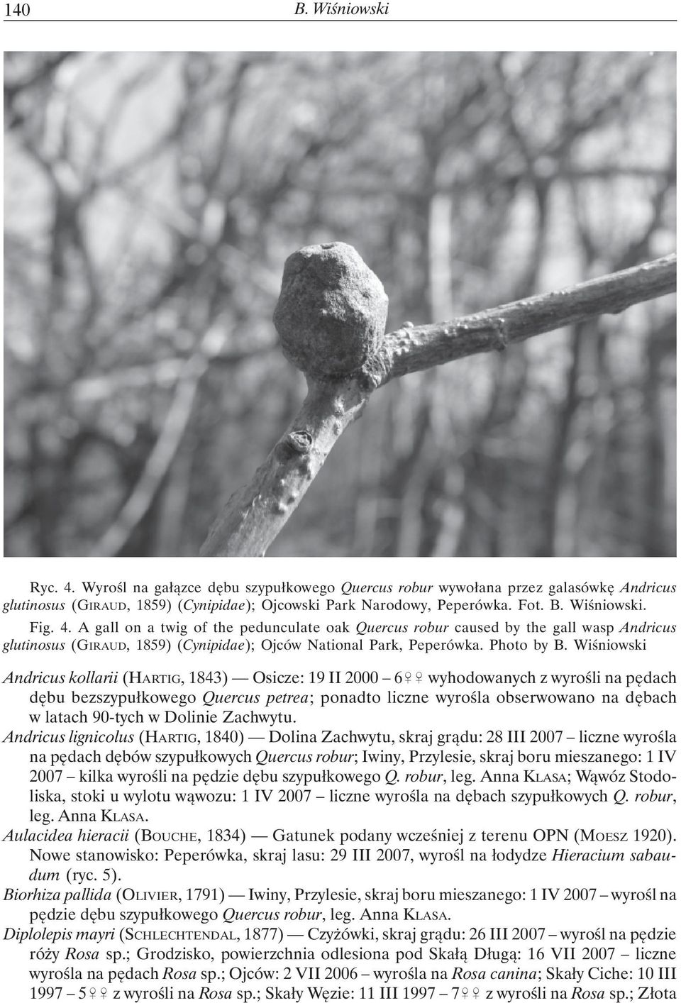 Wiśniowski Andricus kollarii (HARTIG, 1843) Osicze: 19 II 2000 6&& wyhodowanych z wyrośli na pędach dębu bezszypułkowego Quercus petrea; ponadto liczne wyrośla obserwowano na dębach w latach 90-tych