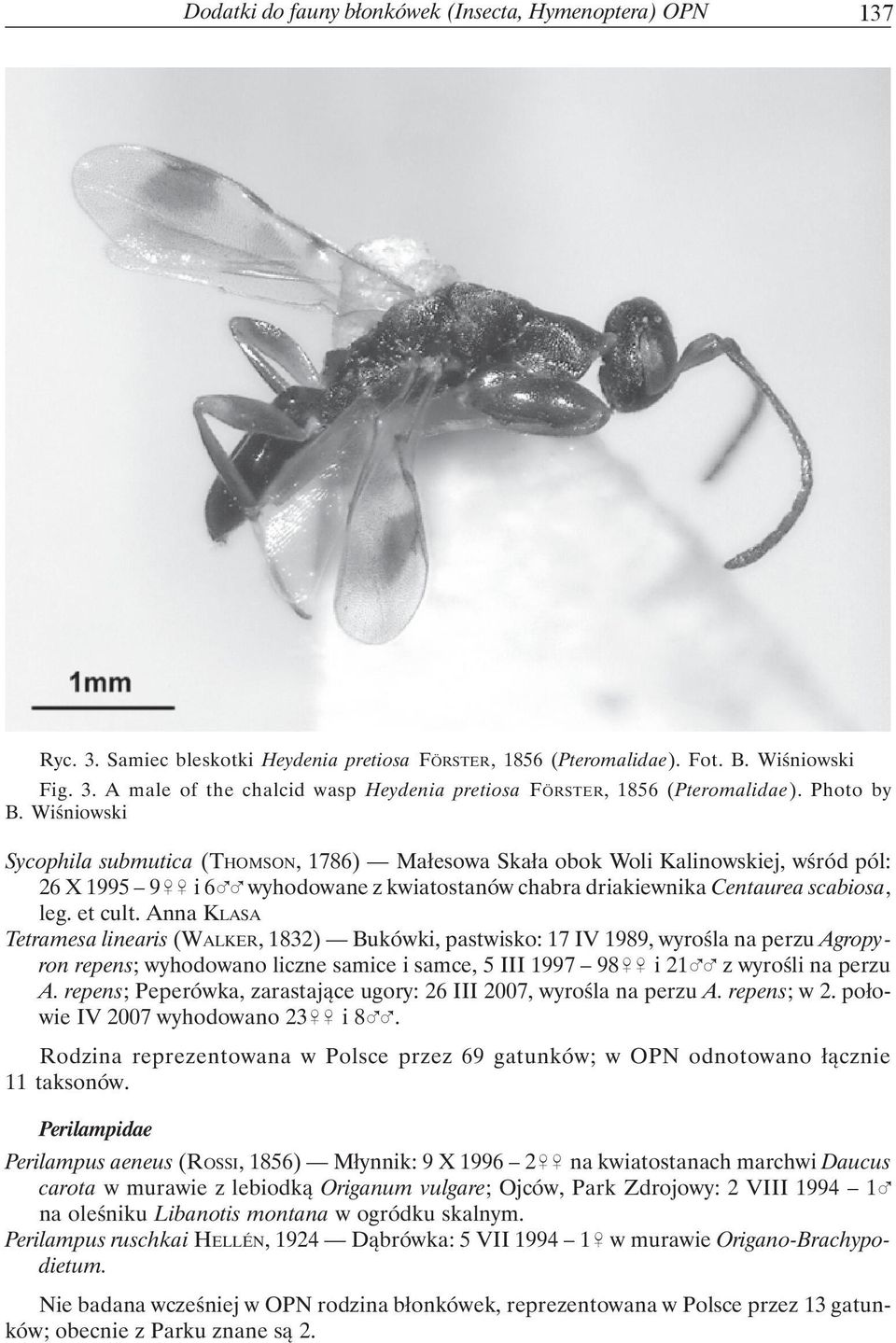 et cult. Anna KLASA Tetramesa linearis (WALKER, 1832) Bukówki, pastwisko: 17 IV 1989, wyrośla na perzu Agropyron repens; wyhodowano liczne samice i samce, 5 III 1997 98&& i 21%% z wyrośli na perzu A.