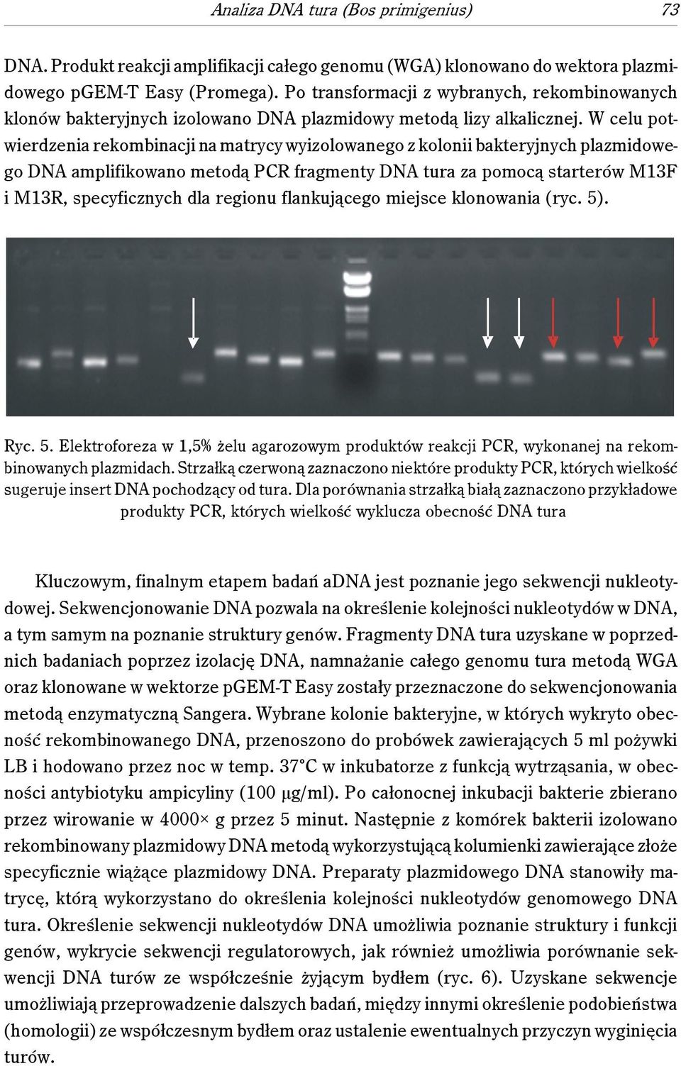 W celu potwierdzenia rekombinacji na matrycy wyizolowanego z kolonii bakteryjnych plazmidowego DNA amplifikowano metodą PCR fragmenty DNA tura za pomocą starterów M13F i M13R, specyficznych dla