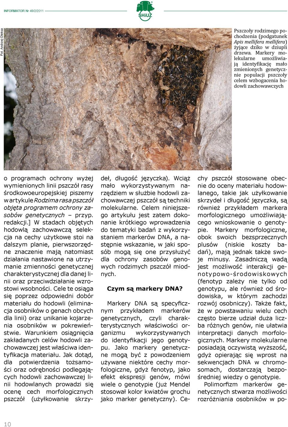 środkowoeuropejskiej piszemy w artykule Rodzima rasa pszczół objęta programem ochrony zasobów genetycznych przyp. redakcji.