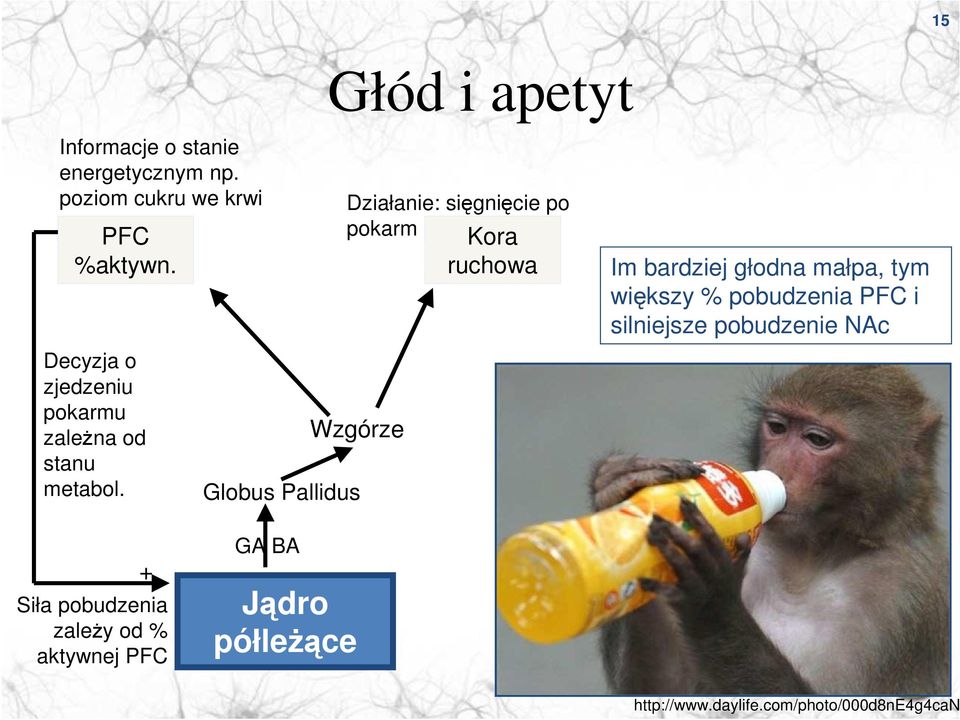 Globus Pallidus Działanie: sięgnięcie po pokarm Wzgórze Kora ruchowa Im bardziej głodna małpa, tym