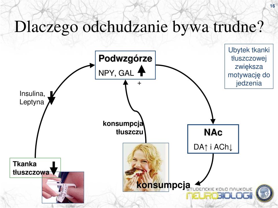 tkanki tłuszczowej zwiększa motywację do