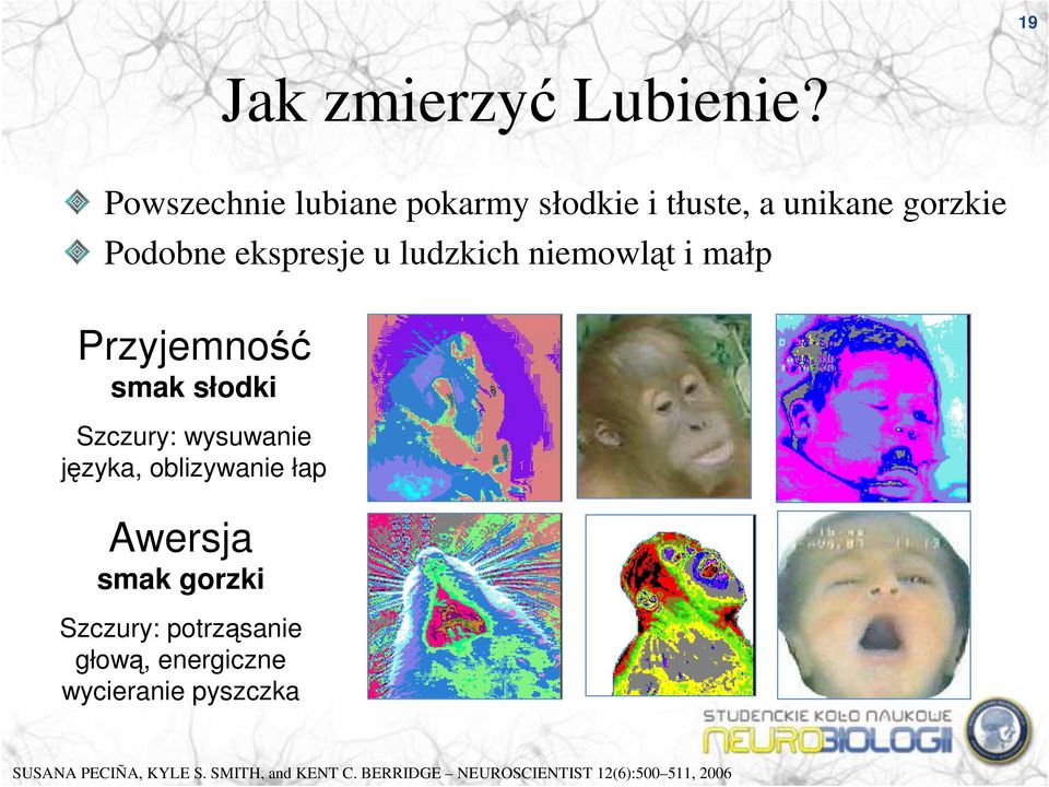 ludzkich niemowląt i małp Przyjemność smak słodki Szczury: wysuwanie języka, oblizywanie