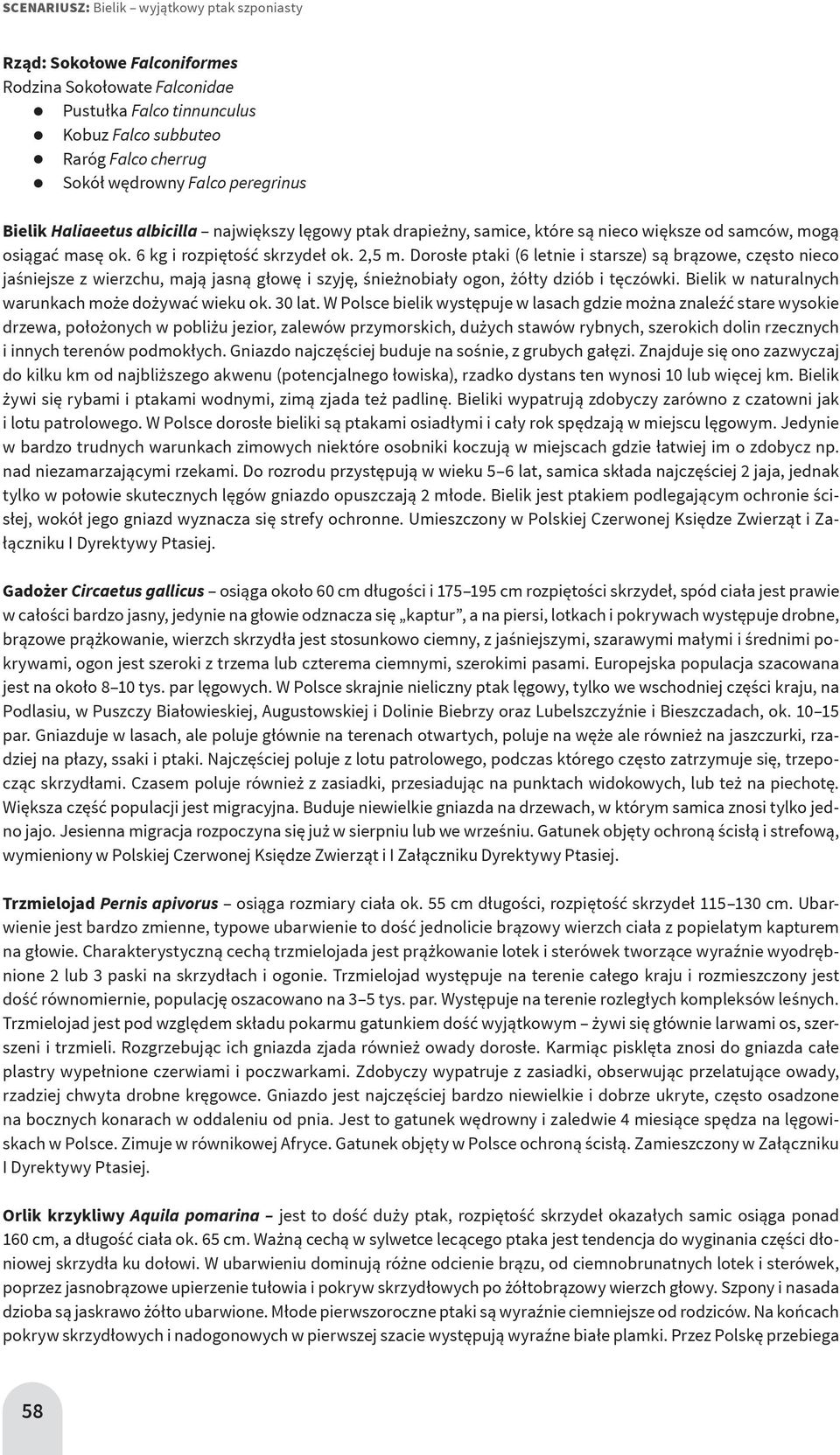 Dorosłe ptaki (6 letnie i starsze) są brązowe, często nieco jaśniejsze z wierzchu, mają jasną głowę i szyję, śnieżnobiały ogon, żółty dziób i tęczówki.