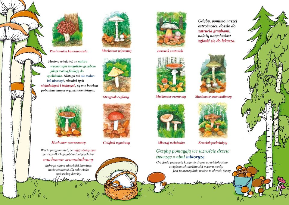 Dlatego też nie wolno ich niszczyć, również tych niejadalnych i trujących, są one bowiem potrzebne innym organizmom leśnym.