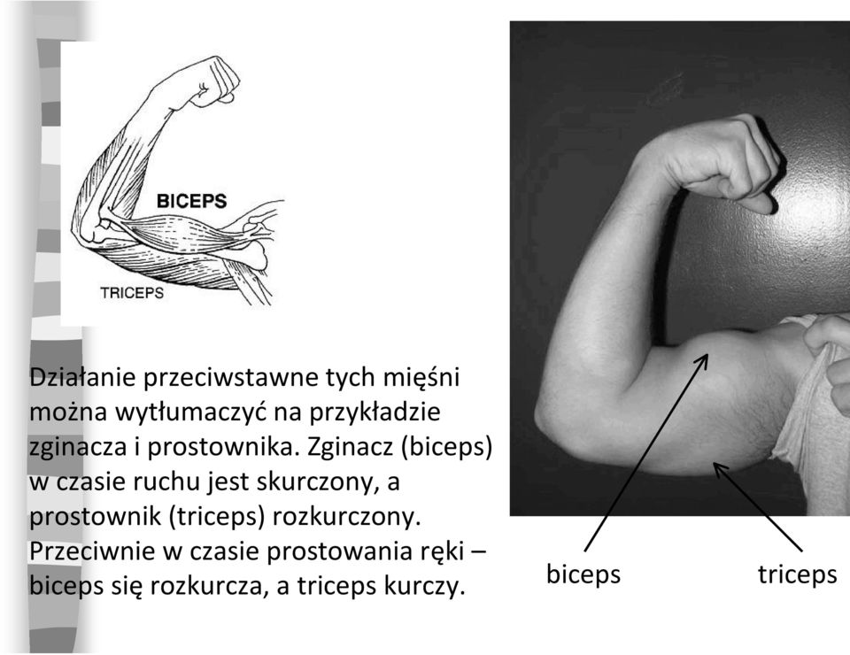 Zginacz (biceps) w czasie ruchu jest skurczony, a prostownik