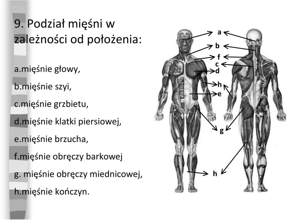 mięśnie klatki piersiowej, e.mięśnie brzucha, f.