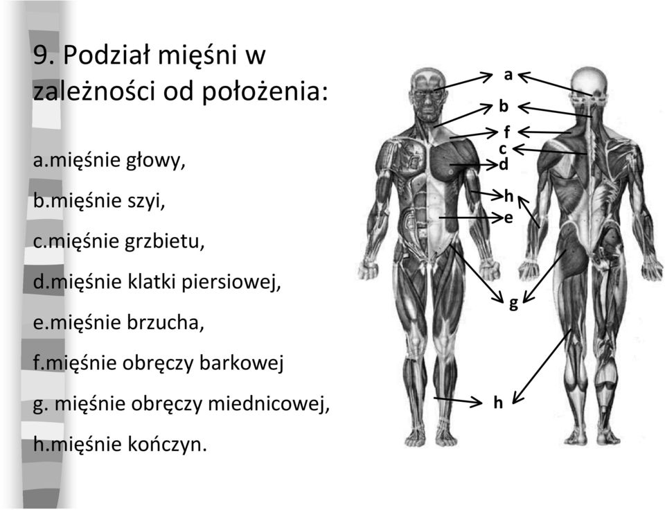 mięśnie klatki piersiowej, e.mięśnie brzucha, f.