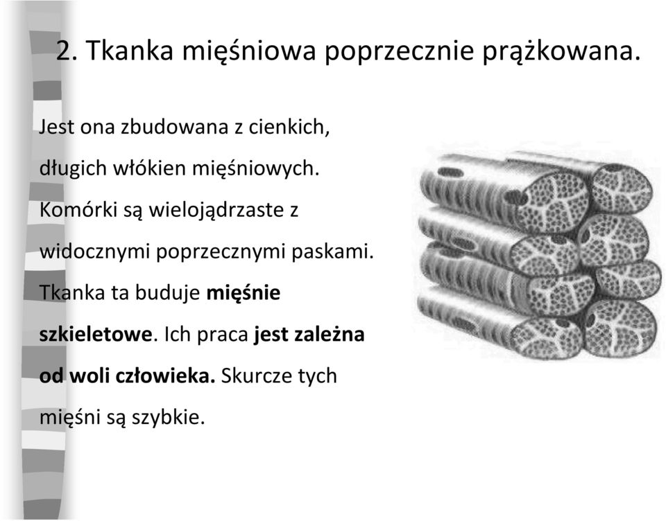 Komórki są wielojądrzaste z widocznymi poprzecznymi paskami.