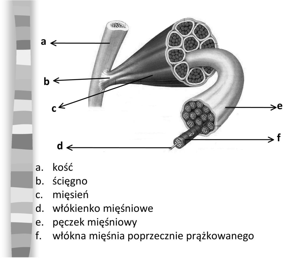 włókienko mięśniowe e.