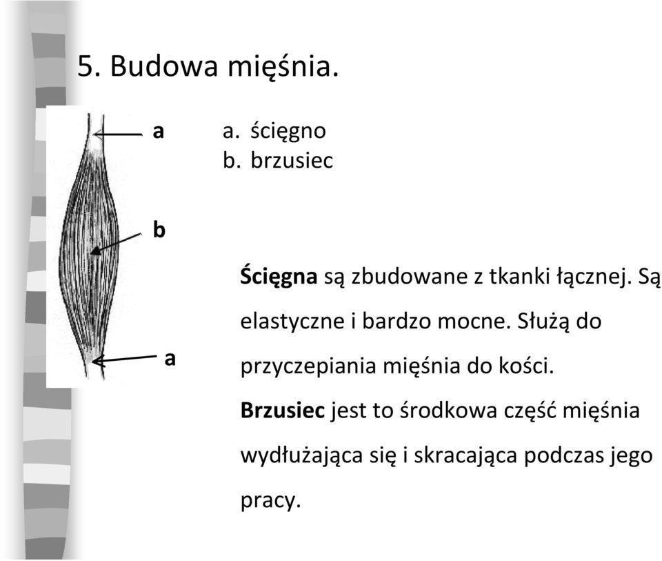 Są a elastyczne i bardzo mocne.