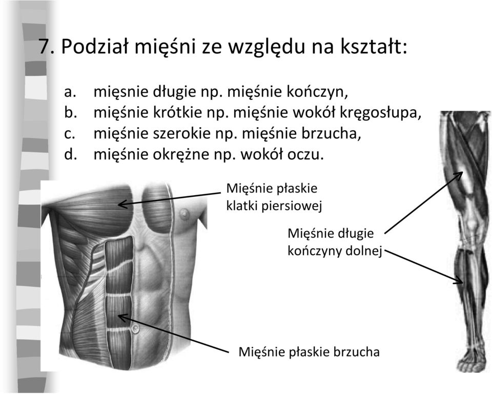 mięśnie szerokie np. mięśnie brzucha, d. mięśnie okrężne np. wokół oczu.