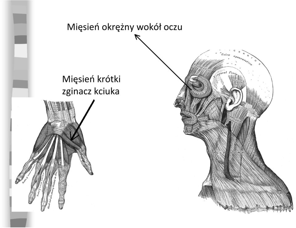 oczu  krótki