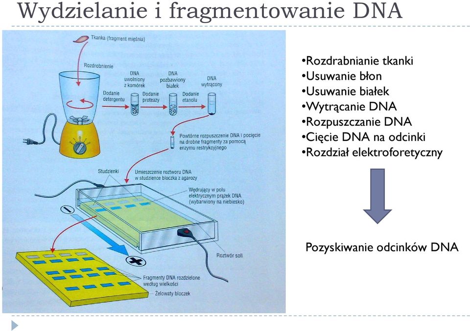 DNA Rozpuszczanie DNA Cięcie DNA na odcinki