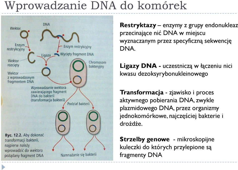 Ligazy DNA - uczestniczą w łączeniu nici kwasu dezoksyrybonukleinowego Transformacja - zjawisko i proces
