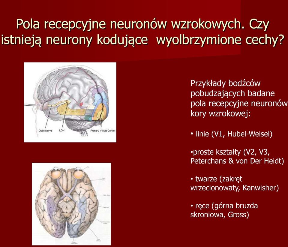 Przykłady bodźców pobudzających badane pola recepcyjne neuronów kory wzrokowej: