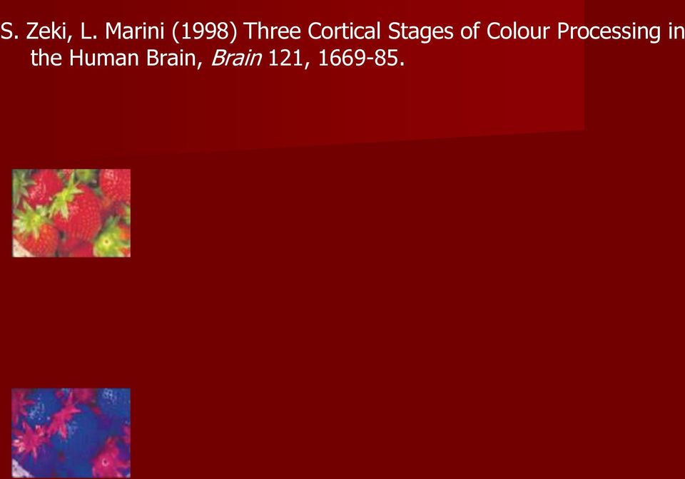 Cortical Stages of Colour